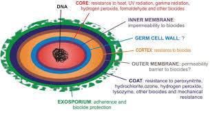 Attēlu rezultāti vaicājumam “Enteridium variabile spores”