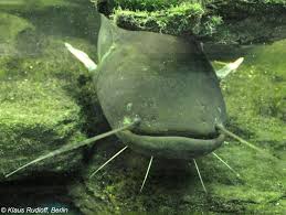 Image result for Silurus glanis