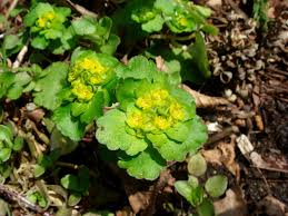 Attēlu rezultāti vaicājumam “Chrysosplenium alternifolium”