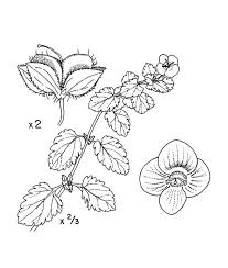 Attēlu rezultāti vaicājumam “Veronica persica leaf”