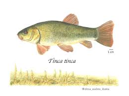 Image result for Tinca tinca