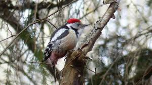 Attēlu rezultāti vaicājumam “Dendrocopos medius”