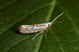 Attēlu rezultāti vaicājumam “Argyresthiidae”