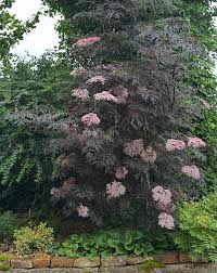 Attēlu rezultāti vaicājumam “Sambucus nigra leaf”