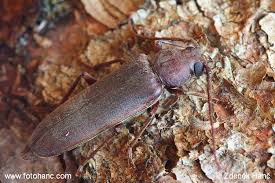 Attēlu rezultāti vaicājumam “Criocephalus rusticus”