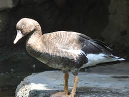 Attēlu rezultāti vaicājumam “Anser albifrons”