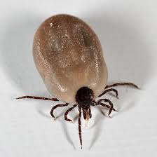 Attēlu rezultāti vaicājumam “Ixodes female”