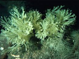 Attēlu rezultāti vaicājumam “Bryozoa”