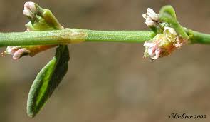 Attēlu rezultāti vaicājumam “Polygonum aviculare flower”