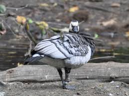Attēlu rezultāti vaicājumam “Branta leucopsis”