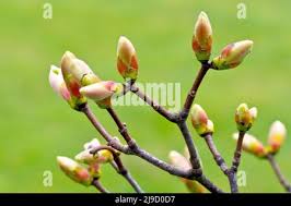 Attēlu rezultāti vaicājumam “Acer pseudoplatanus fo. purpurascens flower”