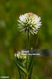 Attēlu rezultāti vaicājumam “Trifolium montanum flower”