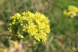 Attēlu rezultāti vaicājumam “Acer platanoides flower”