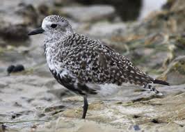 Attēlu rezultāti vaicājumam “Pluvialis squatarola adult”