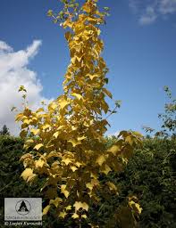 Attēlu rezultāti vaicājumam “Acer rufinerve”