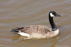 Attēlu rezultāti vaicājumam “Branta canadensis adult”