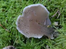 Attēlu rezultāti vaicājumam “Pseudohydnum gelatinosum”