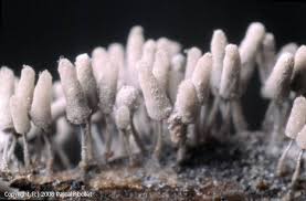 Attēlu rezultāti vaicājumam “Arcyria cinerea”