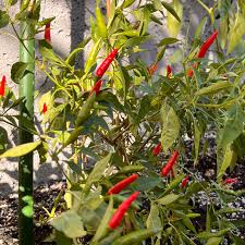 Afbeeldingsresultaat voor thai bird pepper hot pepper
