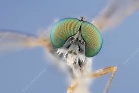 Attēlu rezultāti vaicājumam “Rhagionidae”