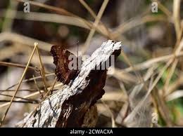 Attēlu rezultāti vaicājumam “Nymphalis xanthomelas pupa”