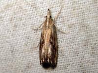 Attēlu rezultāti vaicājumam “Catoptria verellus”