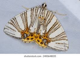 Attēlu rezultāti vaicājumam “Abraxas sylvata imago”