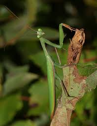 Attēlu rezultāti vaicājumam “Mantis religiosa”