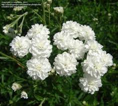 Attēlu rezultāti vaicājumam “Achillea ptarmica leaf”