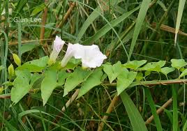 Attēlu rezultāti vaicājumam “Calystegia sepium fruit”