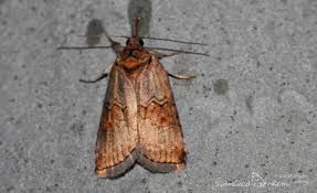 Attēlu rezultāti vaicājumam “Nycteola sp.”