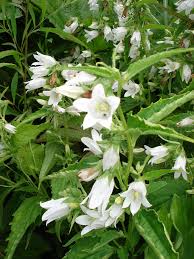 Attēlu rezultāti vaicājumam “Campanula trachelium leaf”