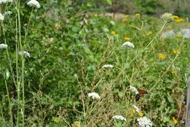 Image result for Cambridge Monarchs