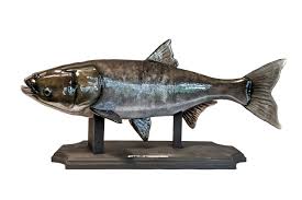 Image result for Hypophthalmichthys nobilis