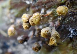 Attēlu rezultāti vaicājumam “Hemitrichia chrysospora macro”