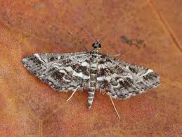 Attēlu rezultāti vaicājumam “Diasemia reticularis”