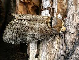 Attēlu rezultāti vaicājumam “Cossus cossus imago”