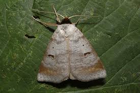 Attēlu rezultāti vaicājumam “Lygephila pastinum”