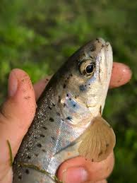 Image result for Salmo ciscaucasicus