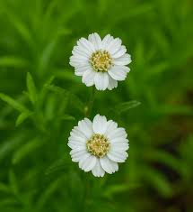 Image result for Achillea Ptarmica