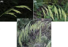 Attēlu rezultāti vaicājumam “Bromopsis benekenii”