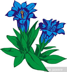 Image result for Enzian