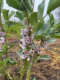 Attēlu rezultāti vaicājumam “Vicia faba flower”