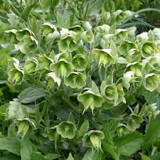 Image result for Helleborus foetidus