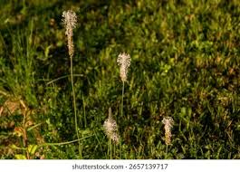 Attēlu rezultāti vaicājumam “Plantago media bud”