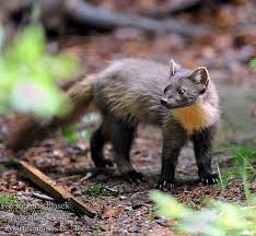 Attēlu rezultāti vaicājumam “Martes martes”