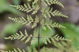 Attēlu rezultāti vaicājumam “Gymnocarpium robertianum”