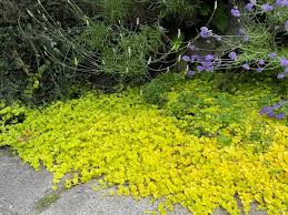 Attēlu rezultāti vaicājumam “Lysimachia nummularia flower”