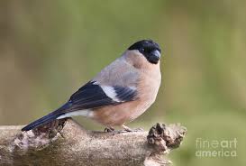 Attēlu rezultāti vaicājumam “Pyrrhula pyrrhula”