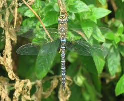 Attēlu rezultāti vaicājumam “Aeshna mixta female”